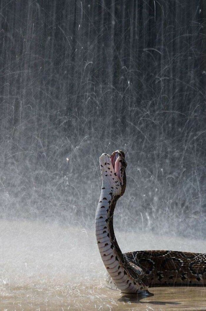 Snake raising head and opening mouth under cascading water droplets in an amazing animal photo.