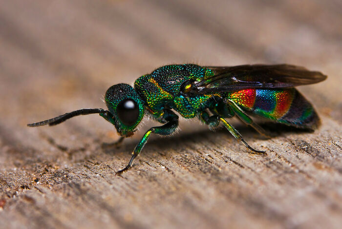Macro close-up of a colorful iridescent insect on wood showcasing amazing animal details in nature photography.