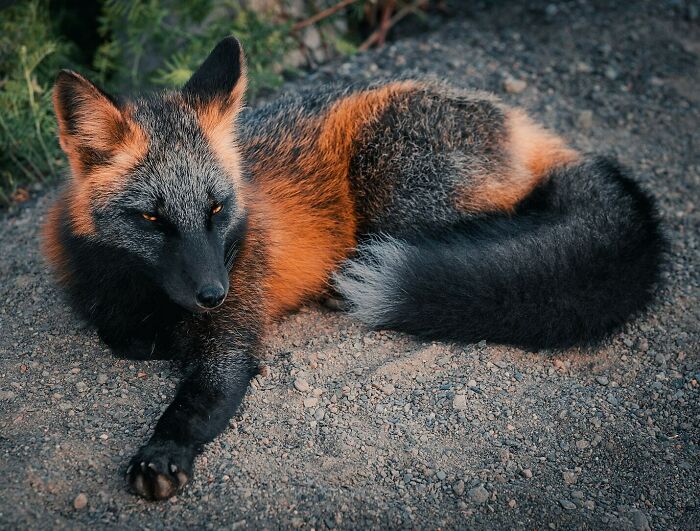 Fox with striking black and orange fur resting on rocky ground in a natural setting, showcasing animal beauty and charm.