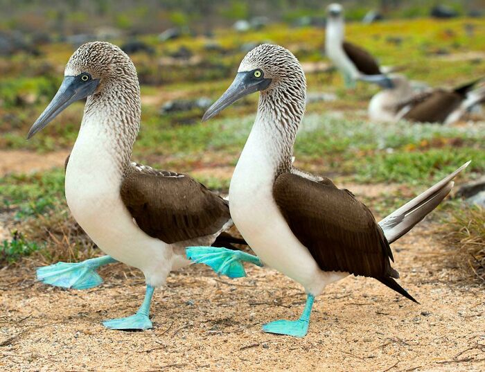 Two blue-footed boobies walking on sandy ground in a natural setting, showcasing amazing animal behavior.