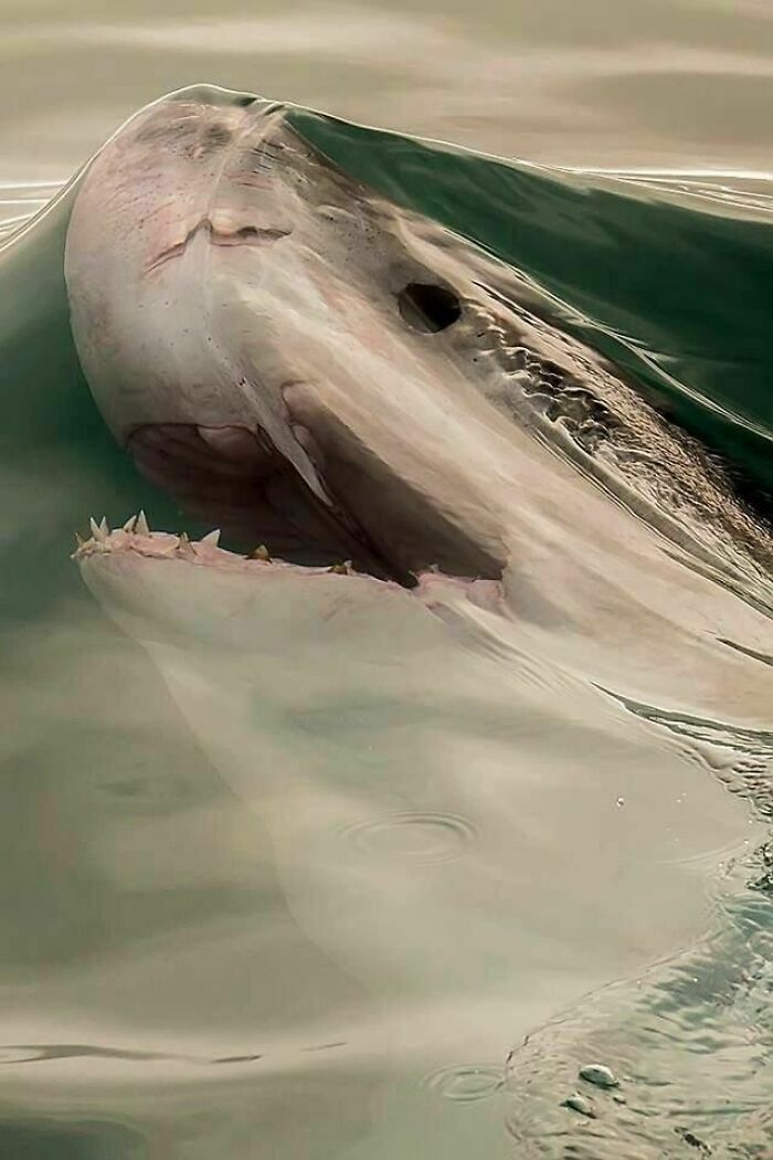 Great white shark breaking the water surface, showcasing sharp teeth in an amazing animal close-up photo.