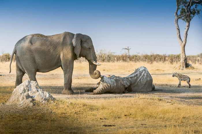 Elephant touching a resting rhino with its trunk while a hyena observes in a dry savanna landscape, showcasing amazing animal interaction.