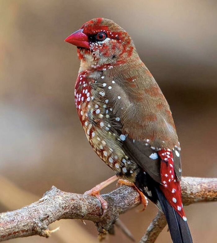 Colorful bird with red, brown, and white spotted feathers perched on a branch, showcasing amazing animal beauty.