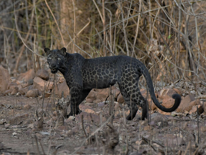 Black leopard standing in dry forest surrounded by rocks, part of amazing photos showcasing wild animals in their habitat