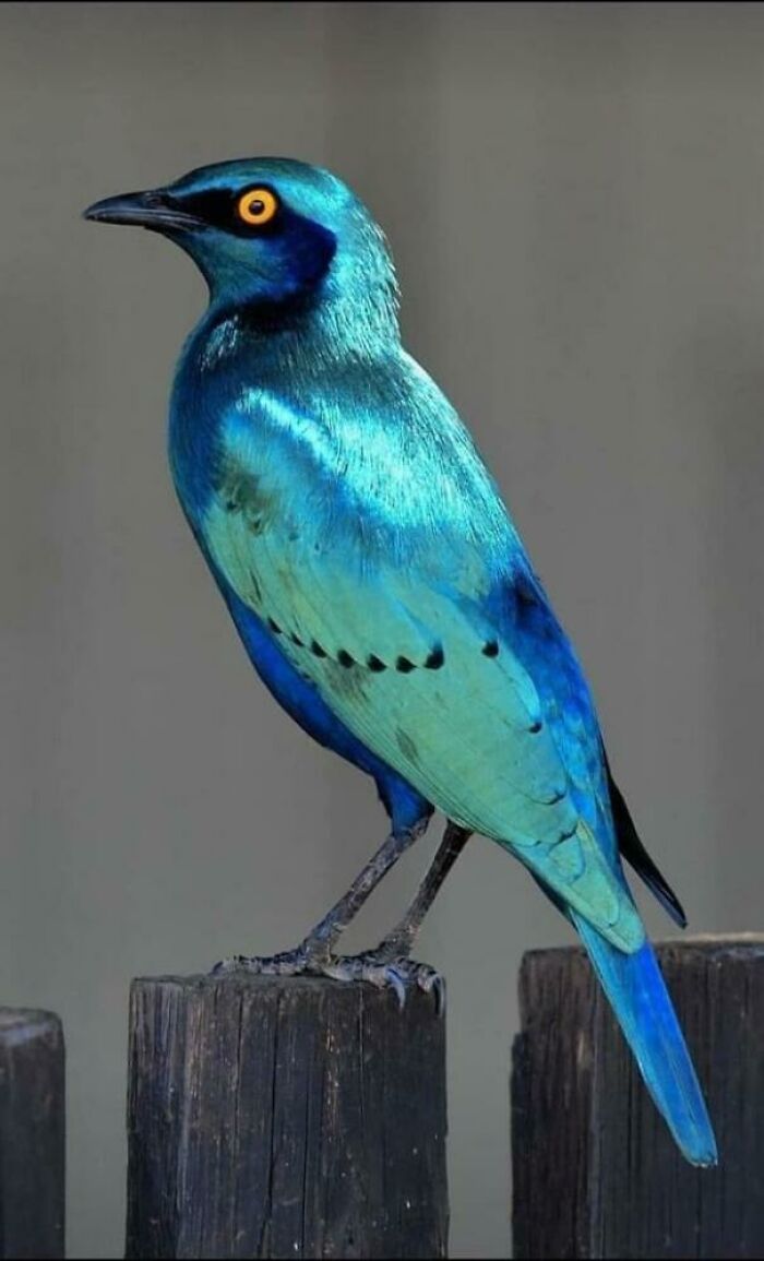 Iridescent blue bird with striking orange eye perched on a wooden post showcasing amazing animal colors.