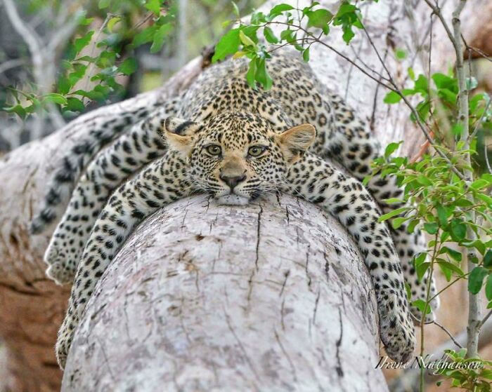 Leopard resting on a tree branch surrounded by greenery in a stunning animal wildlife photo.