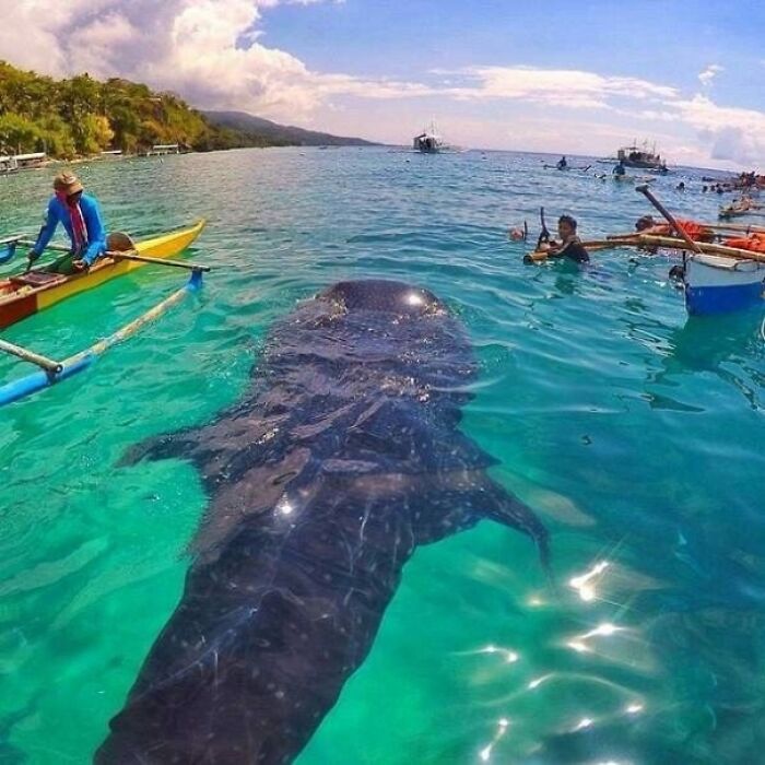 Just A Friendly Whale Shark Passing Through