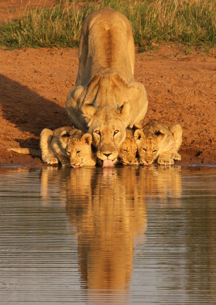Lioness and cubs drinking water at sunset, a stunning animal photo capturing wildlife in a natural habitat.