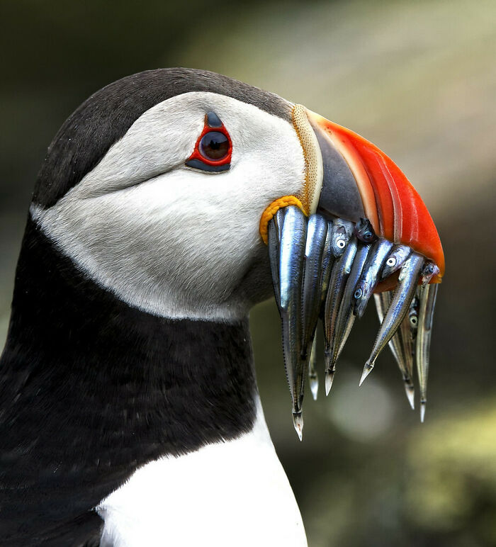 Close-up of a puffin holding multiple fish in its colorful beak, showcasing amazing animal behavior in nature.
