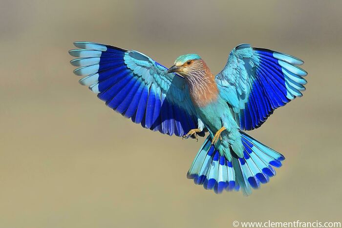 Indian Roller