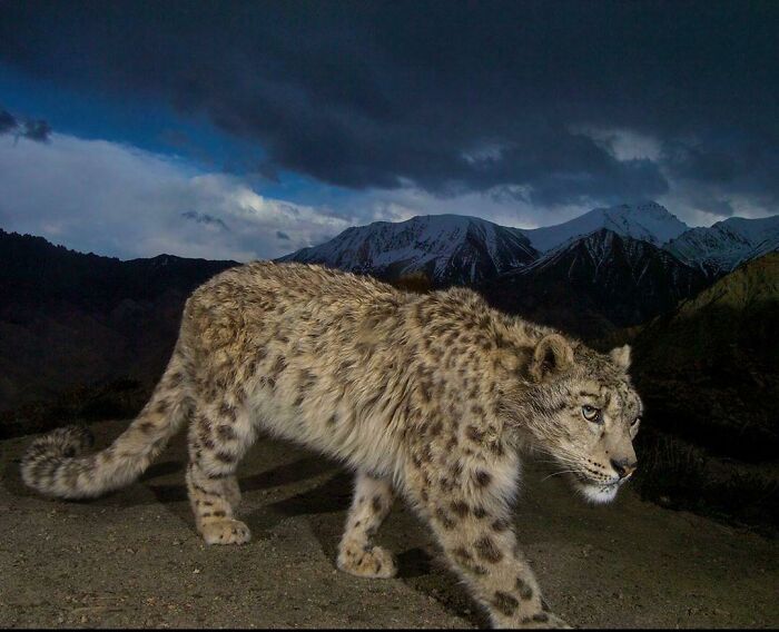 Snow leopard walking at dusk in a mountainous area, showcasing amazing wildlife in nature to inspire love for animals.