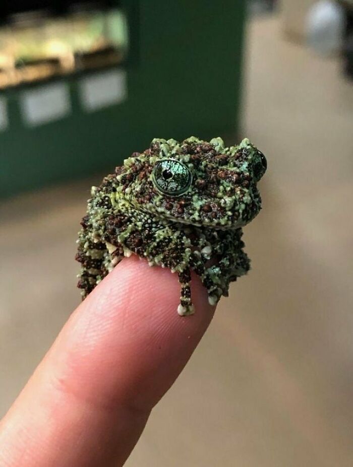 Close-up of a tiny textured frog on a fingertip, showcasing the beauty of animals in amazing wildlife photography.