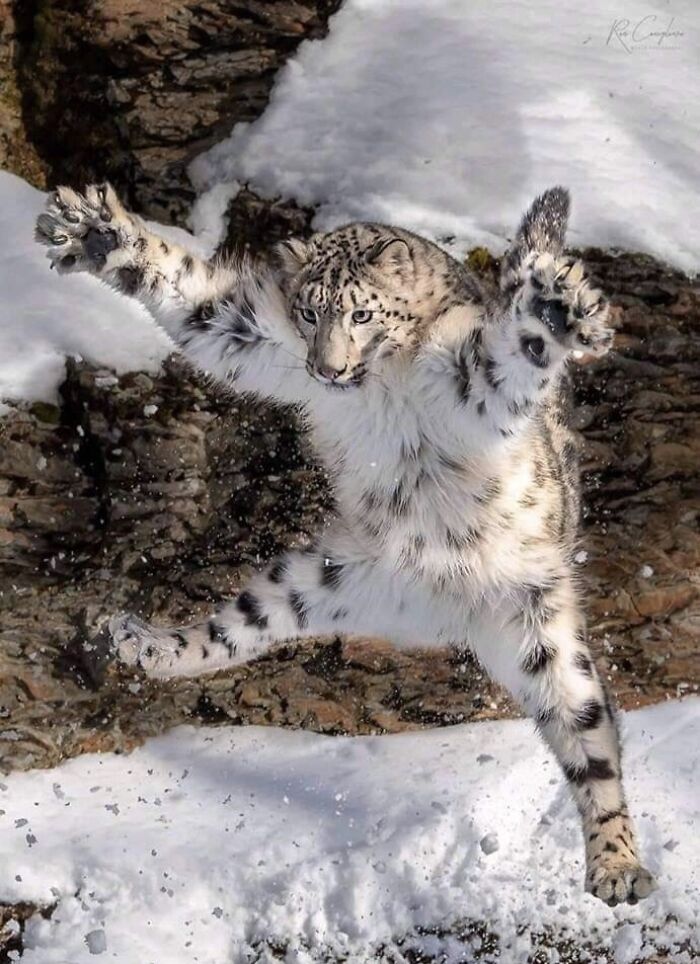 Snow leopard jumping with paws spread in a snowy rocky landscape, showcasing amazing animal agility.