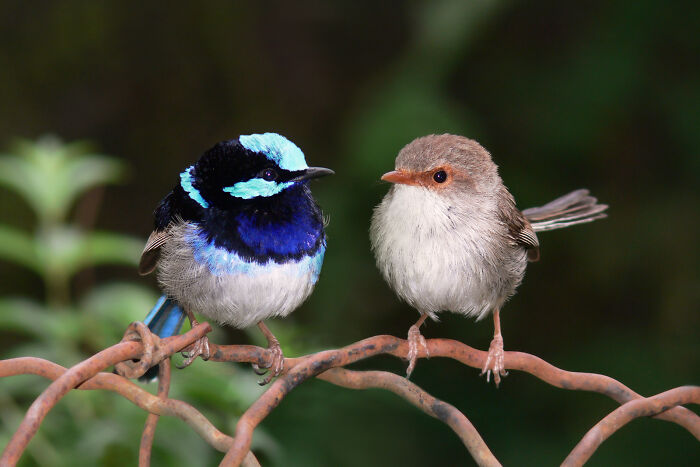 Two small birds perched on a rusty wire fence, showcasing the beauty of animals in a natural setting.