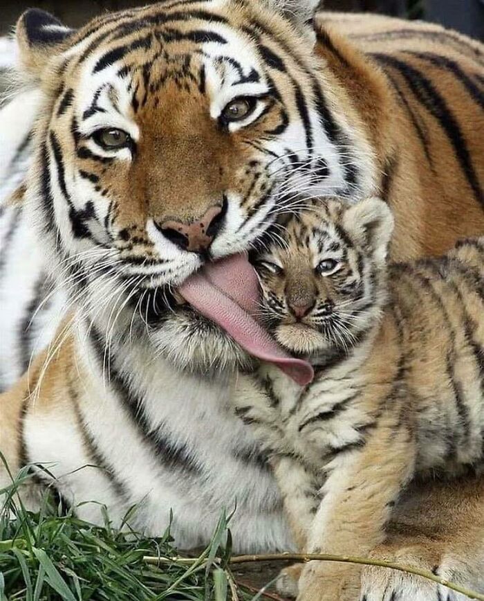 Tiger mother licking her cub, a heartwarming moment captured in amazing animal photos that might make you love animals more.