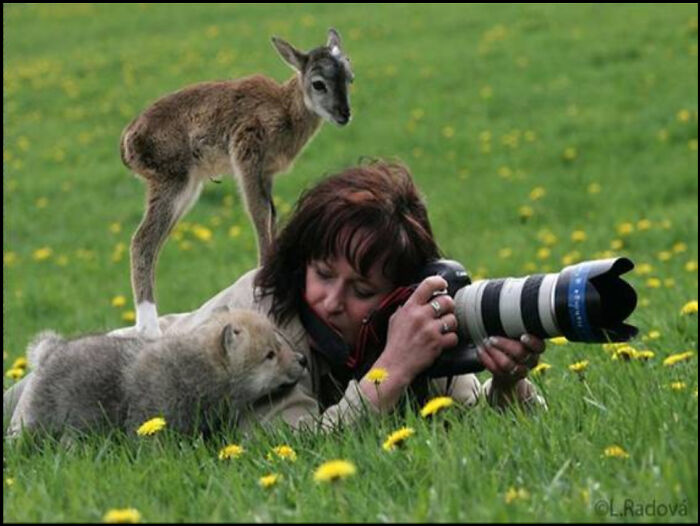 Photographer capturing close-up images of a baby deer and wolf pup in a field of green grass and yellow flowers, showcasing love animals.