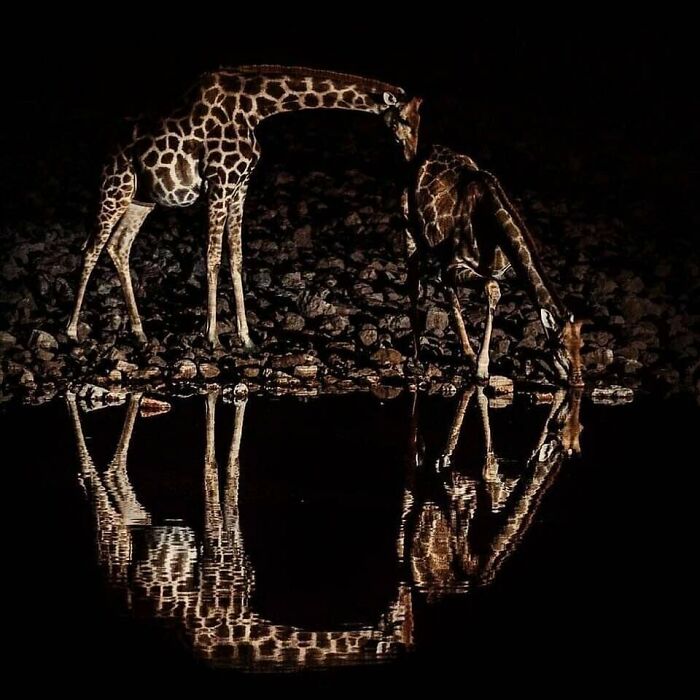Two giraffes drinking water at night with clear reflections, a stunning example of amazing animal photos that inspire love for wildlife.