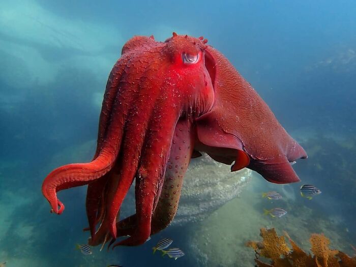 Vibrant red octopus gliding underwater with small tropical fish nearby in an amazing animal photo.