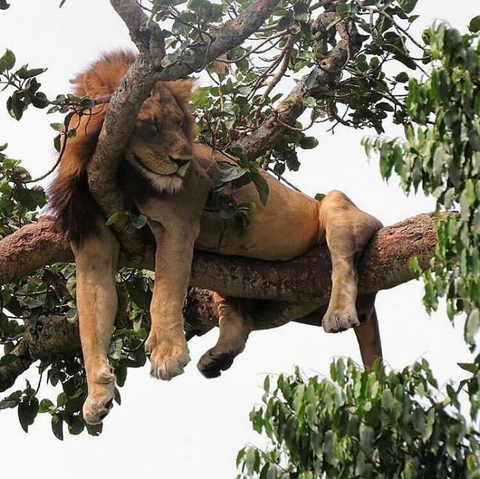 Lion peacefully resting on tree branches, an amazing photo showcasing the beauty of wild animals in nature.
