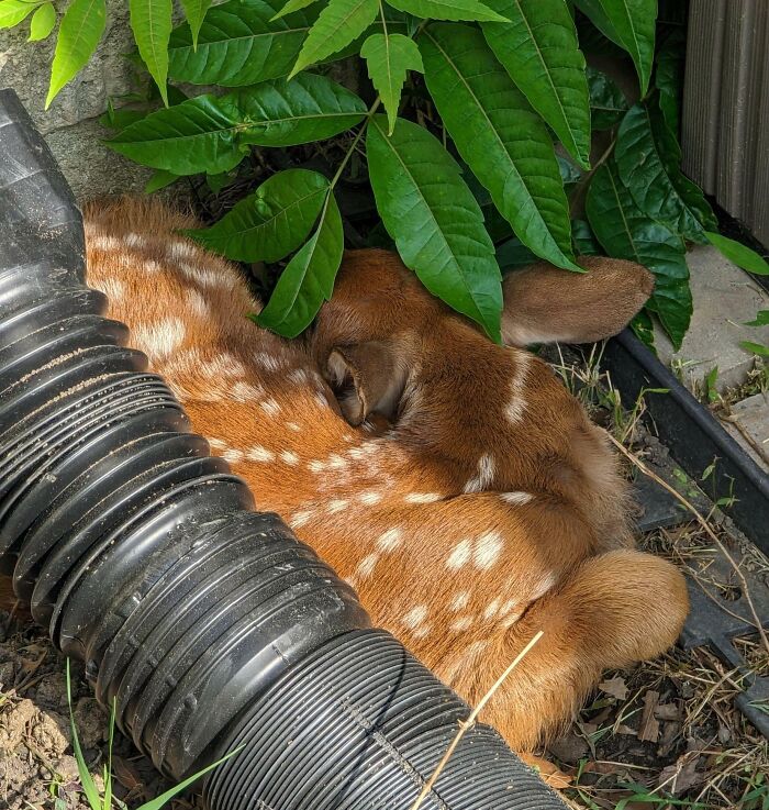 Fawn with white spots resting peacefully under green leaves during a heartwarming wildlife encounter.