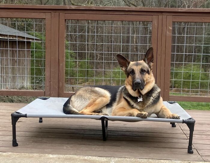 Make Your Patio Pooch Perfect With This Elevated Cooling Dog Bed