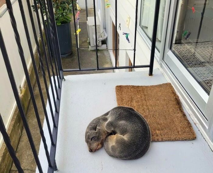 Seal curled up and resting on a balcony next to a brown doormat during a heartwarming wildlife encounter.