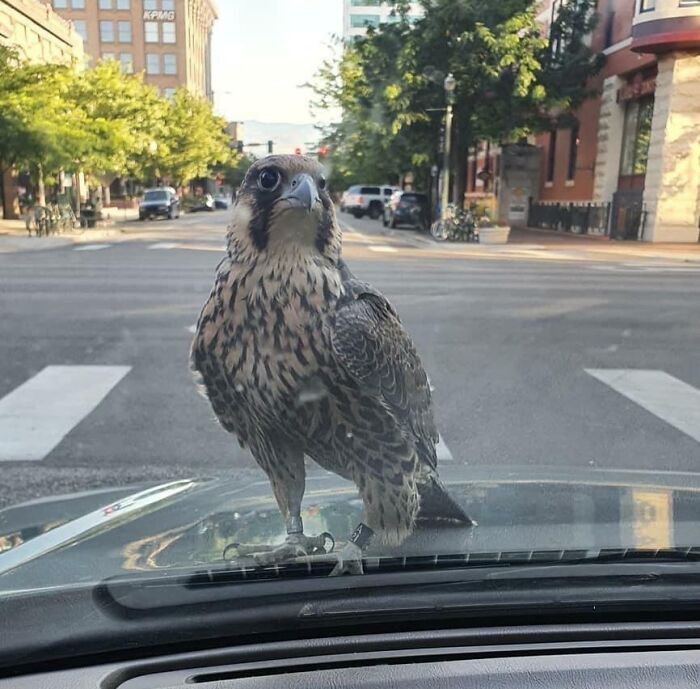 A falcon perched on a car hood in an urban setting during a heartwarming wildlife encounter shared online.