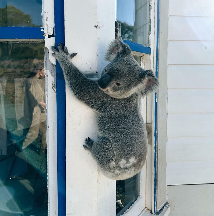 Koala climbing a white and blue house wall during a heartwarming wildlife encounter in a residential area.