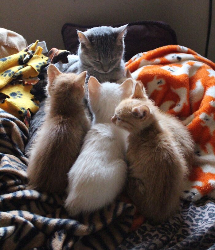 Mother cat and kittens gathered closely on cozy patterned blankets, showcasing blessed moments of cats in a warm setting.
