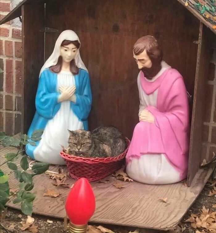 Cat resting in a basket between Mary and Joseph statues in a nativity scene, showing hilariously blessed cats are godsent.
