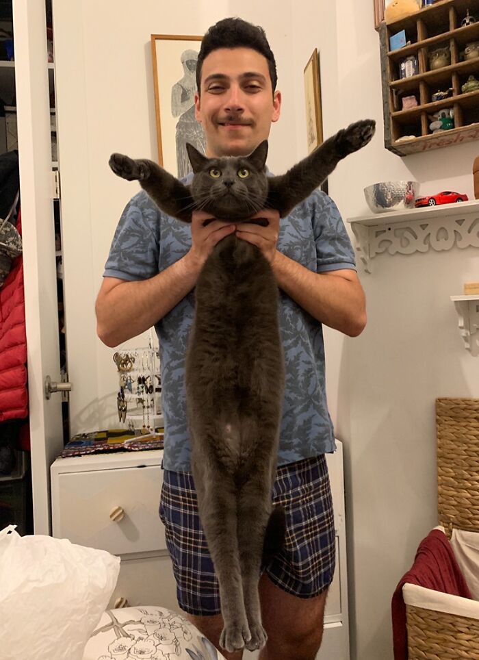 Man holding a stretched grey cat with outstretched paws, showcasing a hilariously blessed moment with a godsent cat indoors.