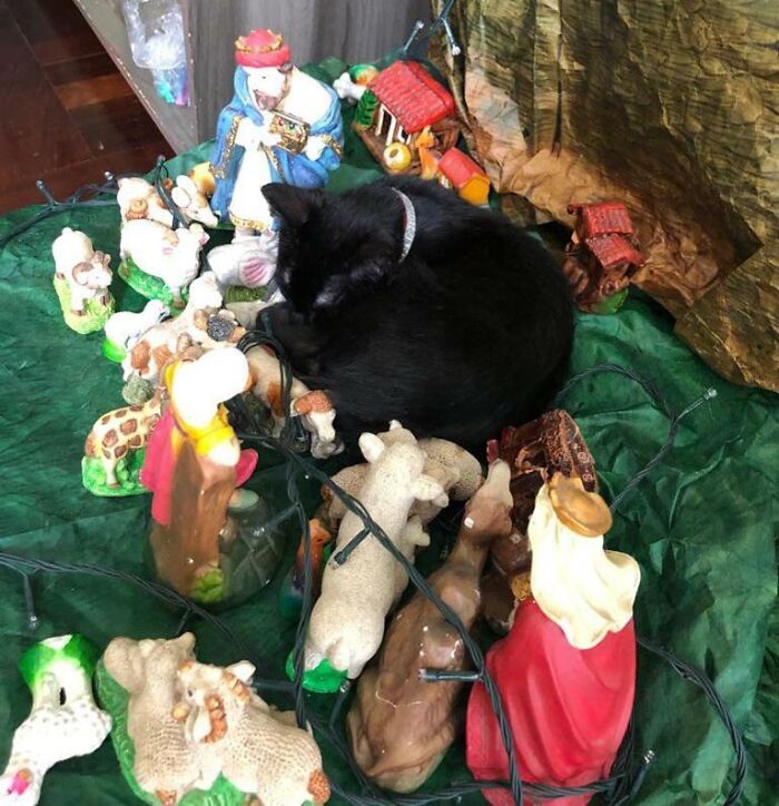 An Unexpected Visitor In The Jesus Stable