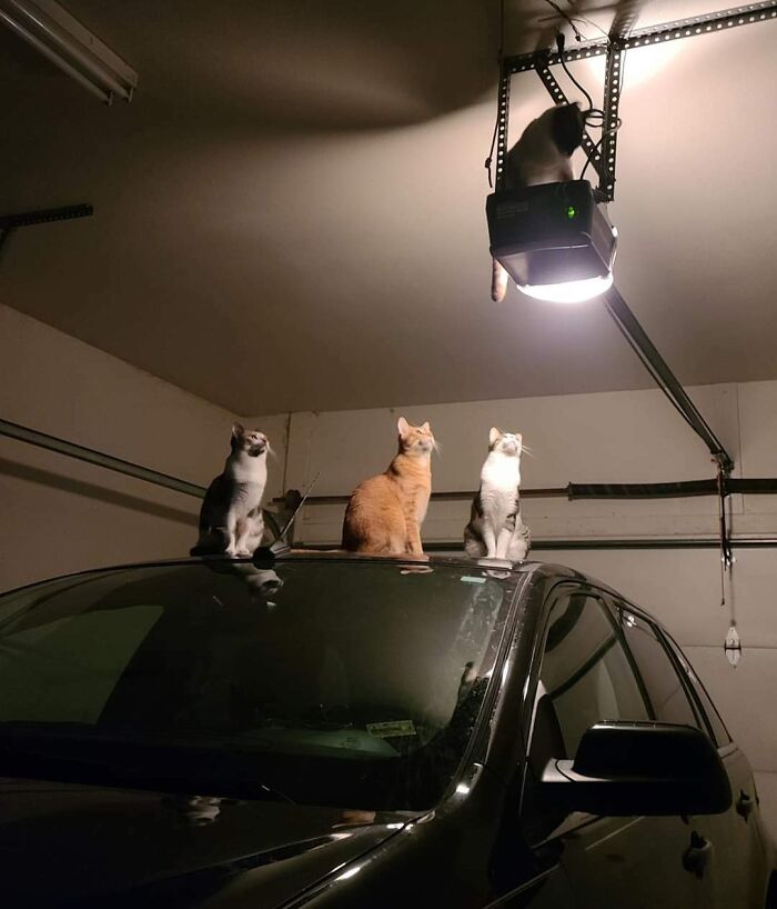 Three cats sitting on a car roof looking up while one cat is perched on a garage door opener, showing cats as godsent.