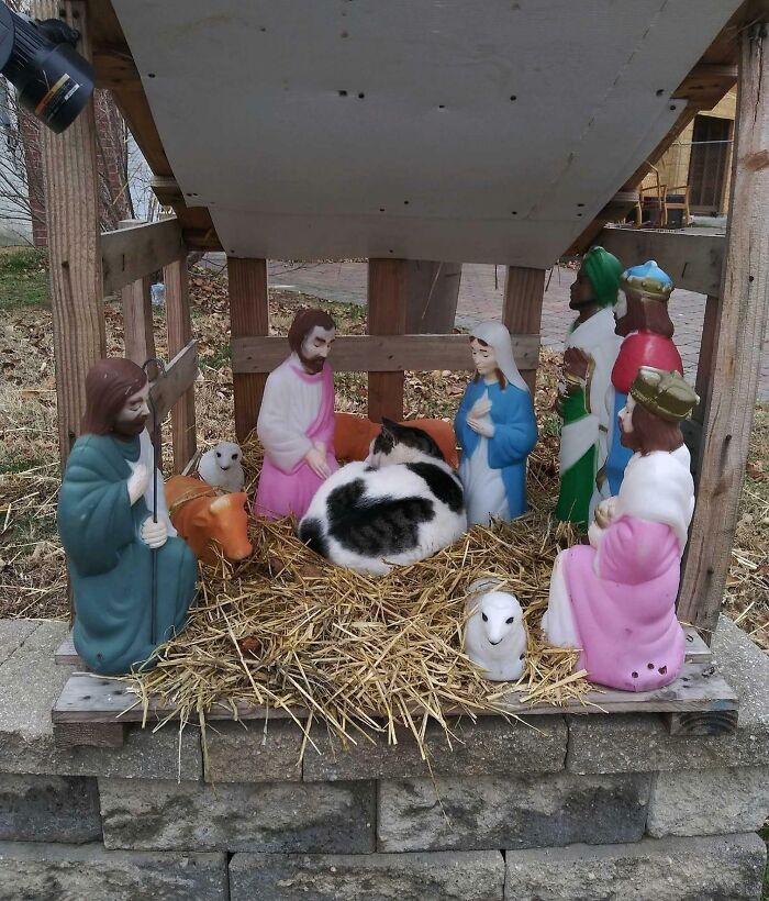 Cat resting in a nativity scene surrounded by figurines, showcasing hilariously blessed moments with cats godsent.