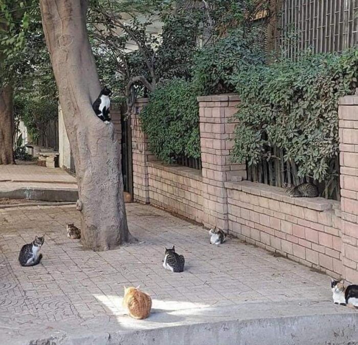 Multiple cats sitting peacefully on a paved street and tree area, showcasing blessed and godsent feline moments outdoors.