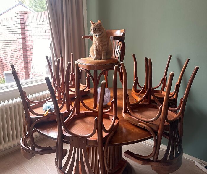 Orange cat sitting on a chair atop a table surrounded by upside-down chairs in a bright room, showcasing a blessed cat moment.