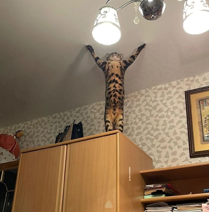 Cat standing on hind legs reaching up to ceiling light, showcasing a hilariously blessed moment of cats.