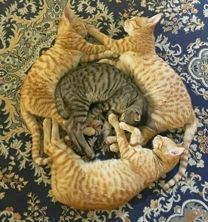 Four cats curled up together on a patterned rug, illustrating how cats are hilariously blessed and godsent pets.