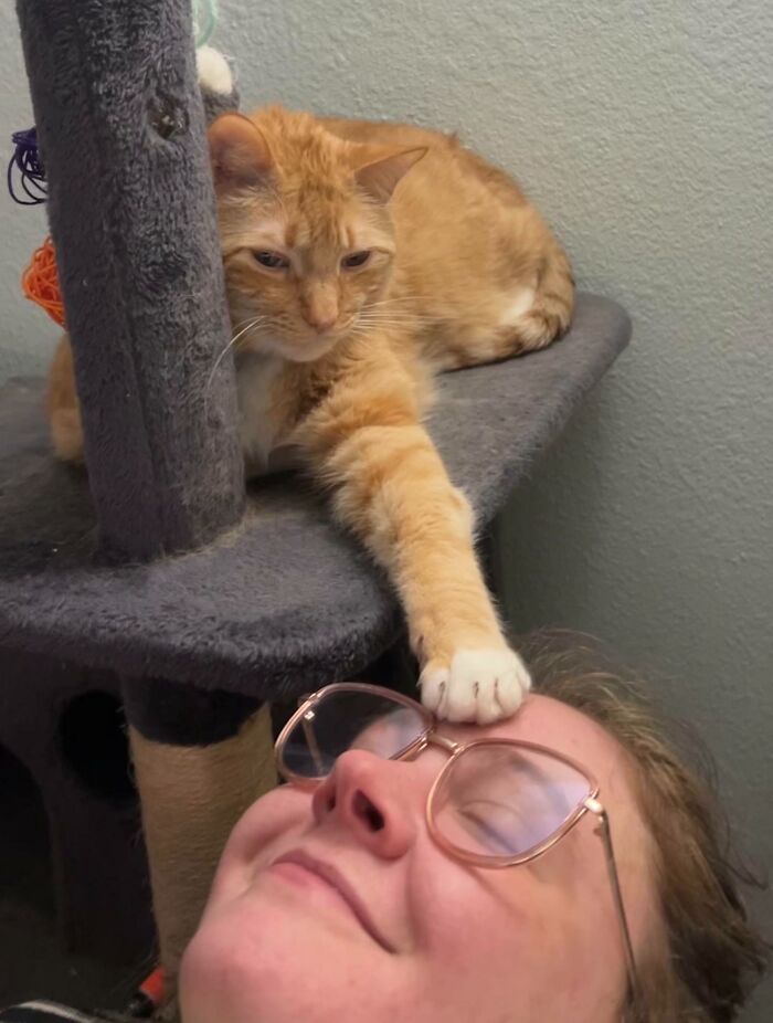 Orange cat resting on a cat tree with paw gently on a person's forehead, showing blessed and godsent cat moments.