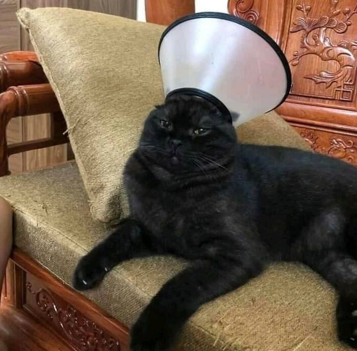 Black cat with a protective cone lying on a couch, showcasing the hilariously blessed nature of cats as godsent companions.