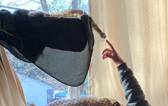 Orange cat lounging on a hammock near a window while a person reaches out their finger to touch its paw.
