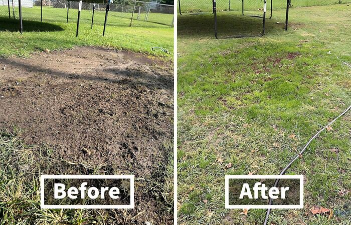 If Your Lawn Is Looking A Little Patchy, Try This Grass Seed For Dog Spot Repair That Works Wonders In The Sun And The Shade 