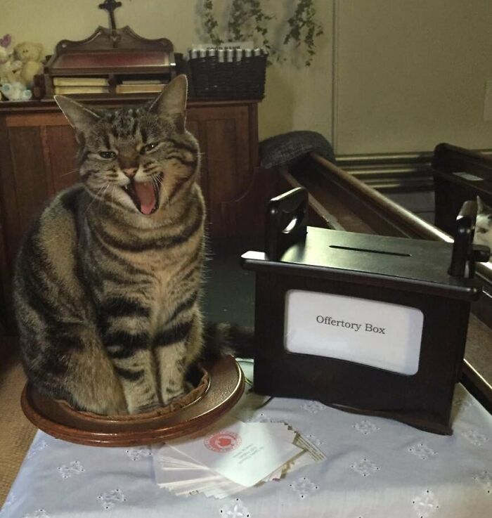 Tabby cat sitting near an offertory box inside a church, showcasing a hilariously blessed moment with a godsent cat.