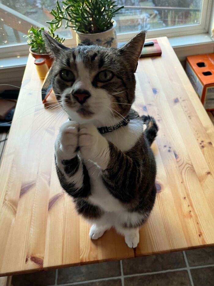 Tabby cat standing on a wooden table with paws raised, surrounded by plants, showcasing a hilariously blessed moment.