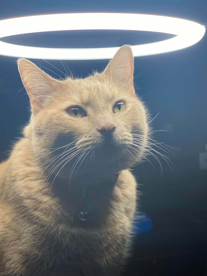 Orange cat with a halo-like light above its head, looking blessed and peaceful, captured in a close-up portrait.