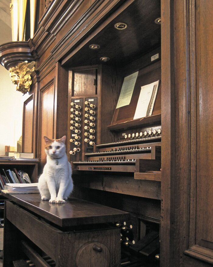 Cat sitting on a wooden organ bench inside a church, showcasing hilariously blessed moments of godsent cats.