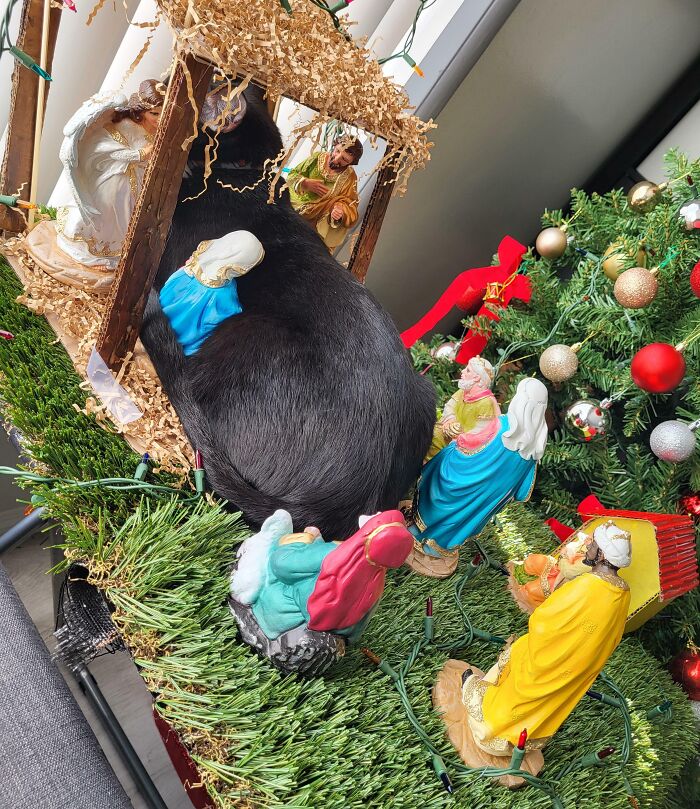 Black cat nestled among nativity scene figurines on a Christmas wreath, showcasing hilariously blessed cat moments.