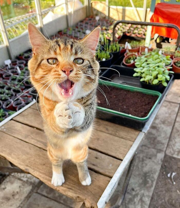 Tabby cat with paws together looking up in a greenhouse, capturing a hilariously blessed moment of cats being godsent.
