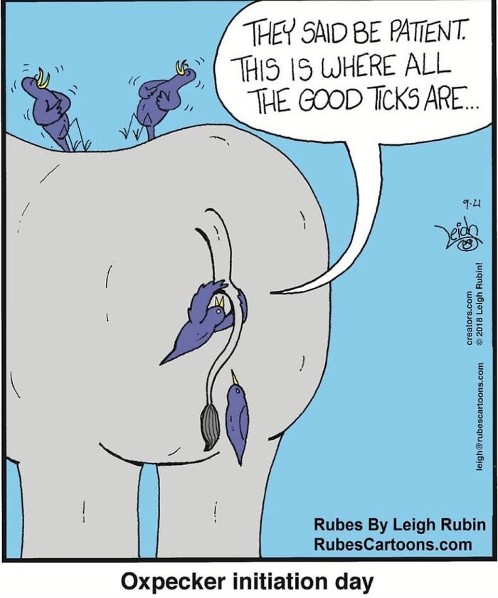 Rubes Cartoons, The Art Of Humor In A Single Frame (New Pics)