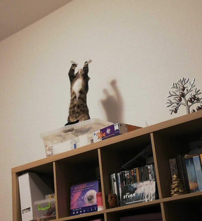 Cat standing on a storage box on top of a shelf with paws raised, showing a playful and blessed moment.
